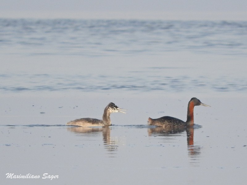 Great Grebe - Maximiliano Sager