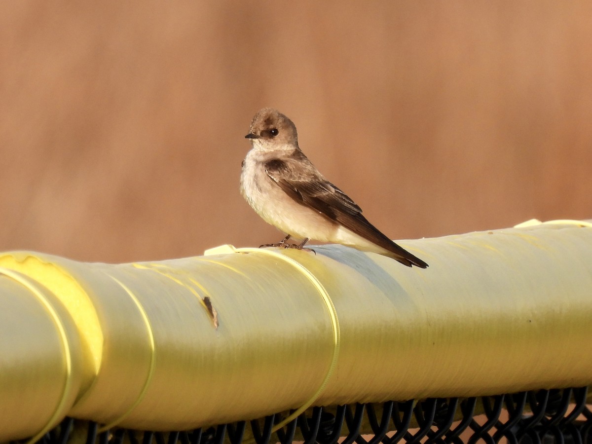 Northern Rough-winged Swallow - ML328340801