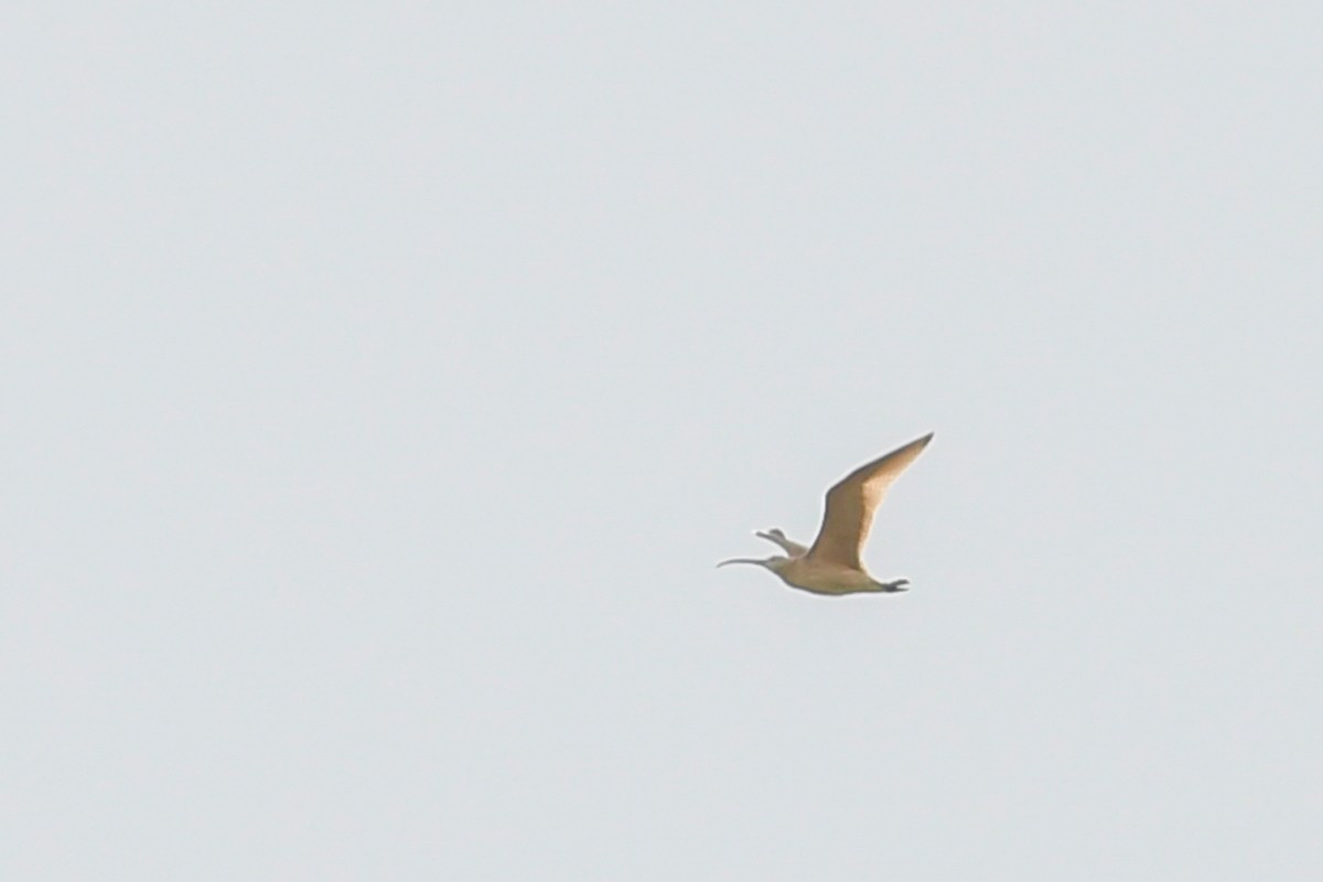 Long-billed Curlew - ML32834091