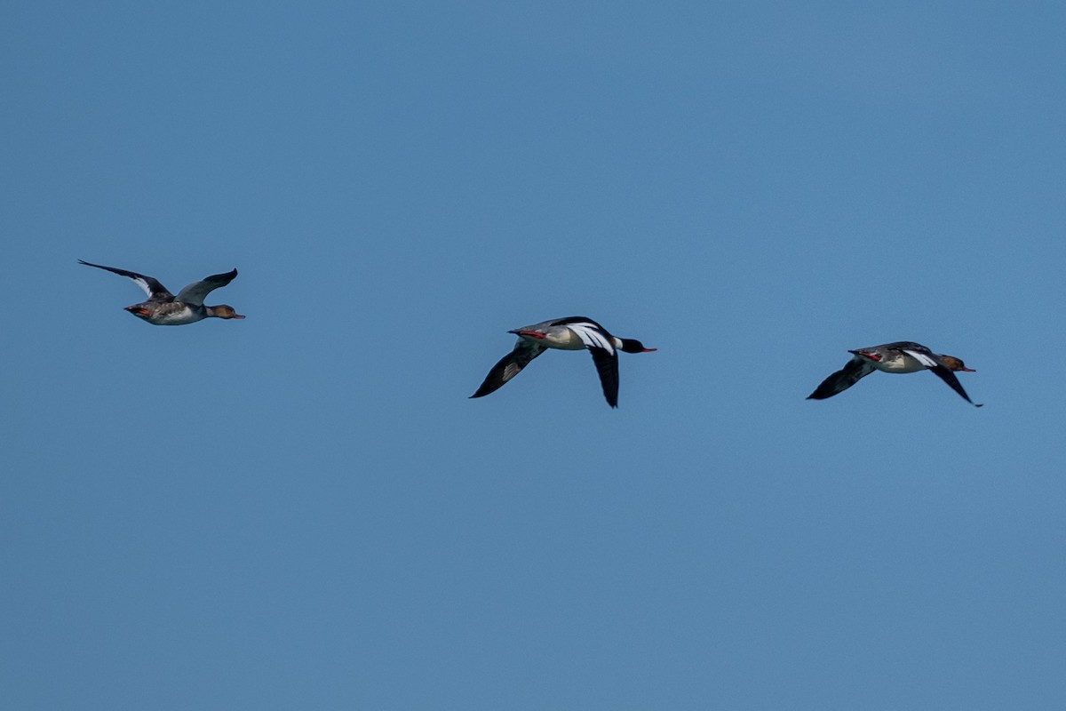 Red-breasted Merganser - ML328343601