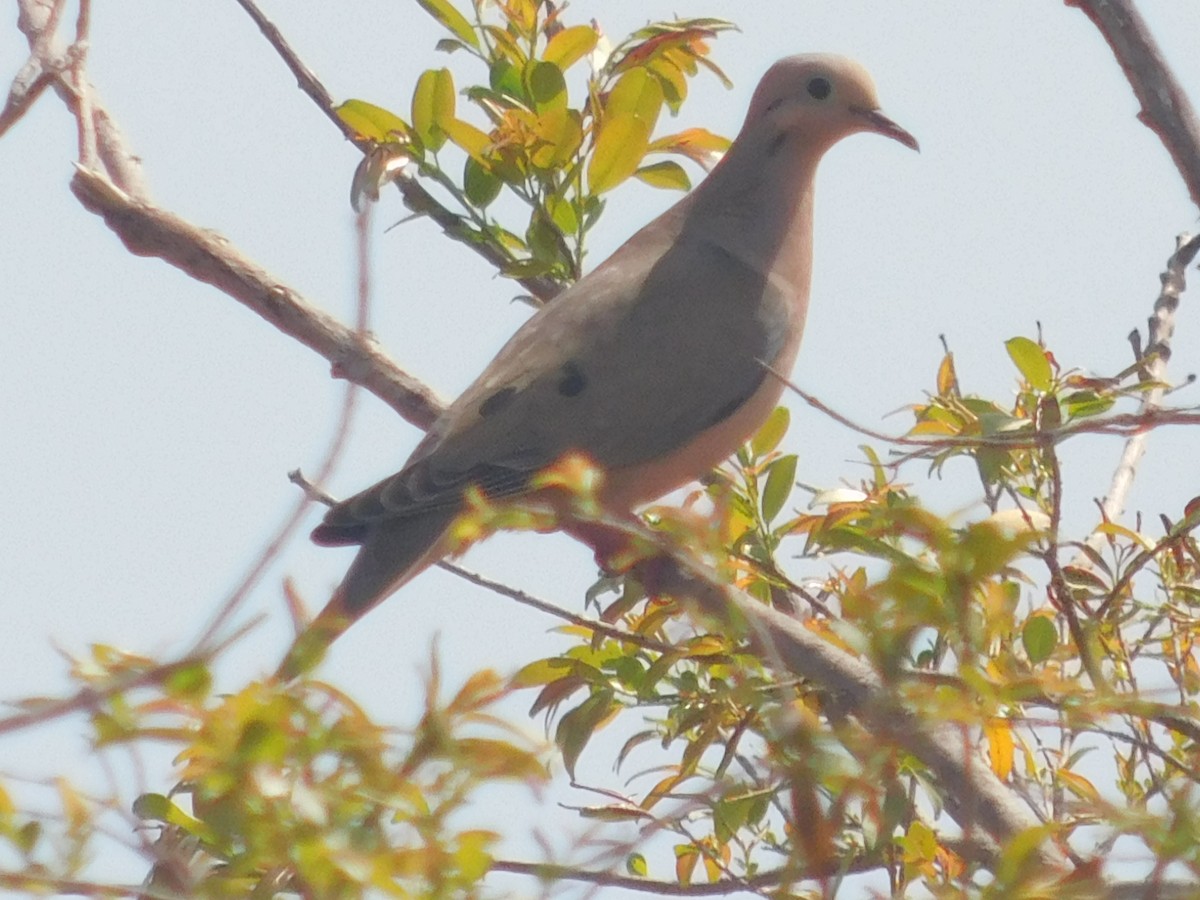 Eared Dove - ML328343841