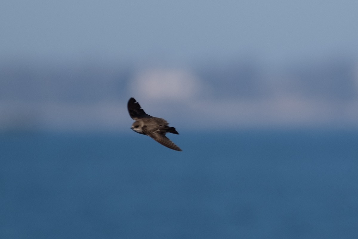 Northern Rough-winged Swallow - Mark Levine