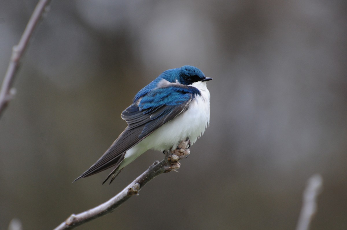 Tree Swallow - ML328344971