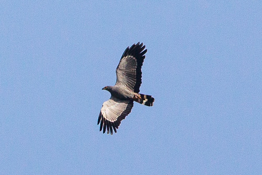 African Harrier-Hawk - ML328346411