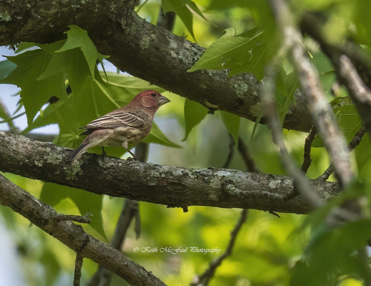 House Finch - ML328346511