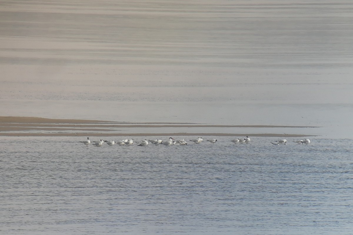 Caspian Tern - ML328347511