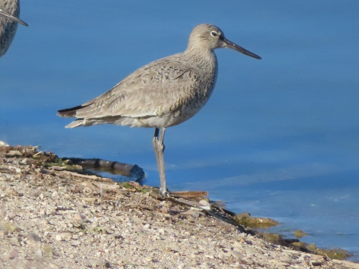 Willet - ML328348181