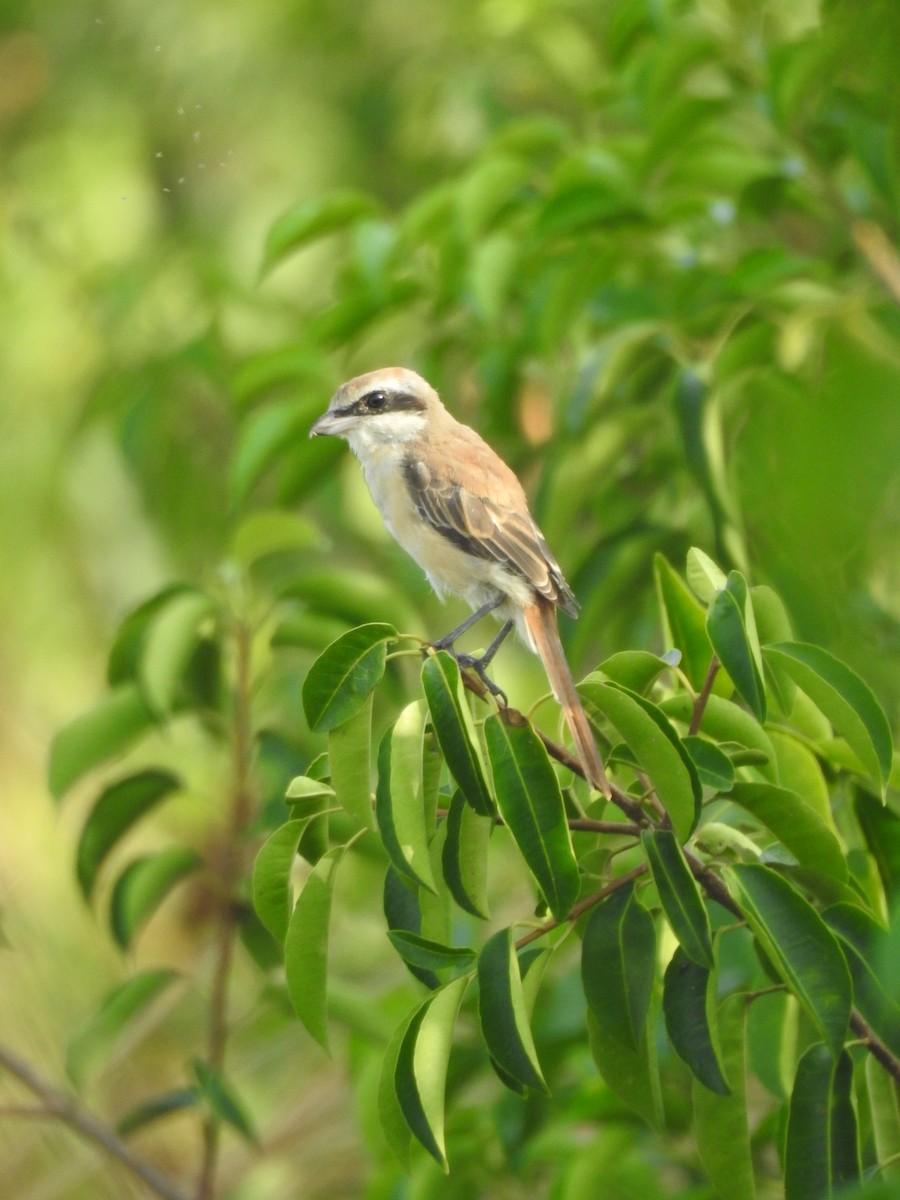 Brown Shrike - Sudheesh  Mohan