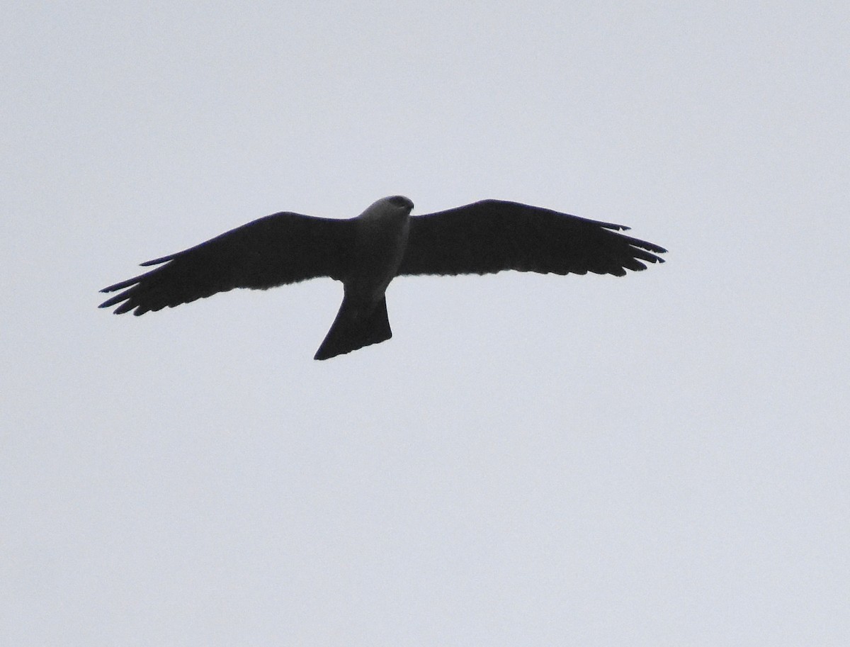 Mississippi Kite - ML328350961