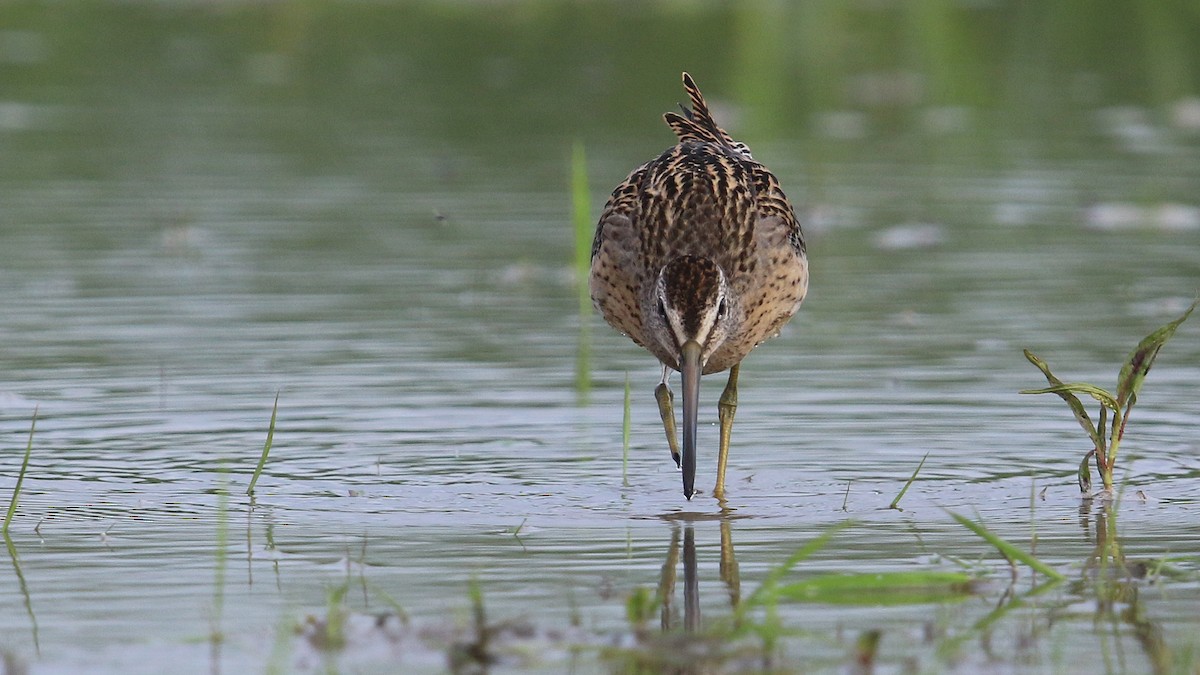 Short-billed Dowitcher - ML32835141