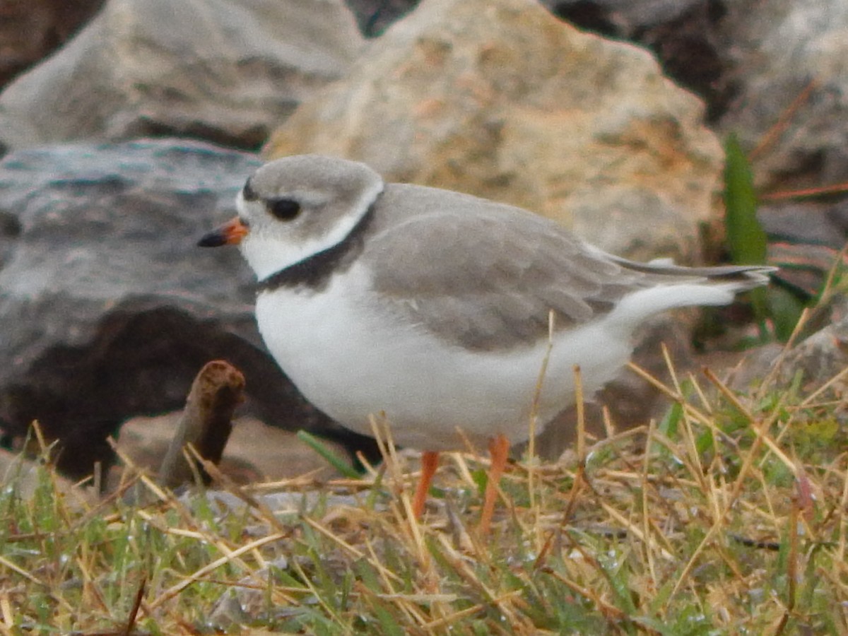 Piping Plover - Steve Stone