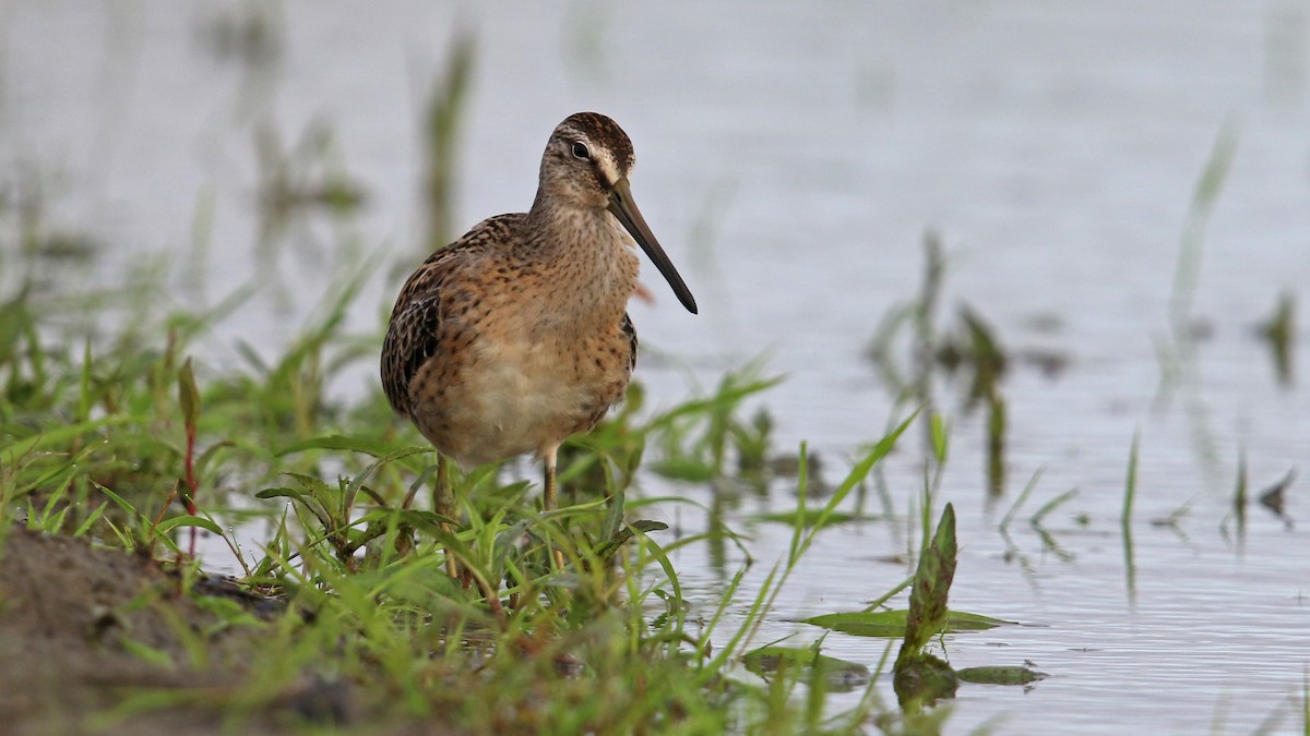 Short-billed Dowitcher - ML32835221