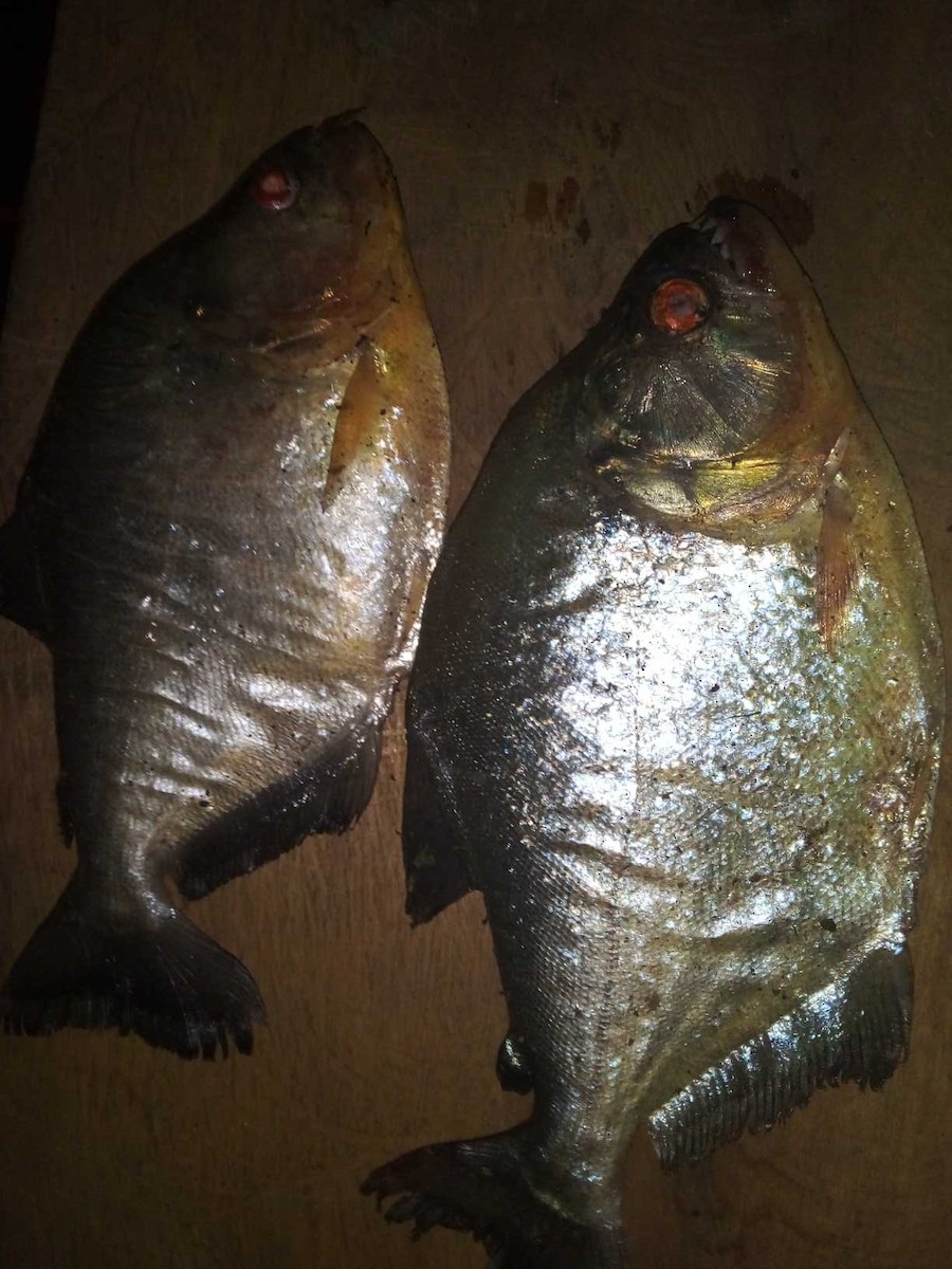 ML328352901 - Fish sp. - Macaulay Library