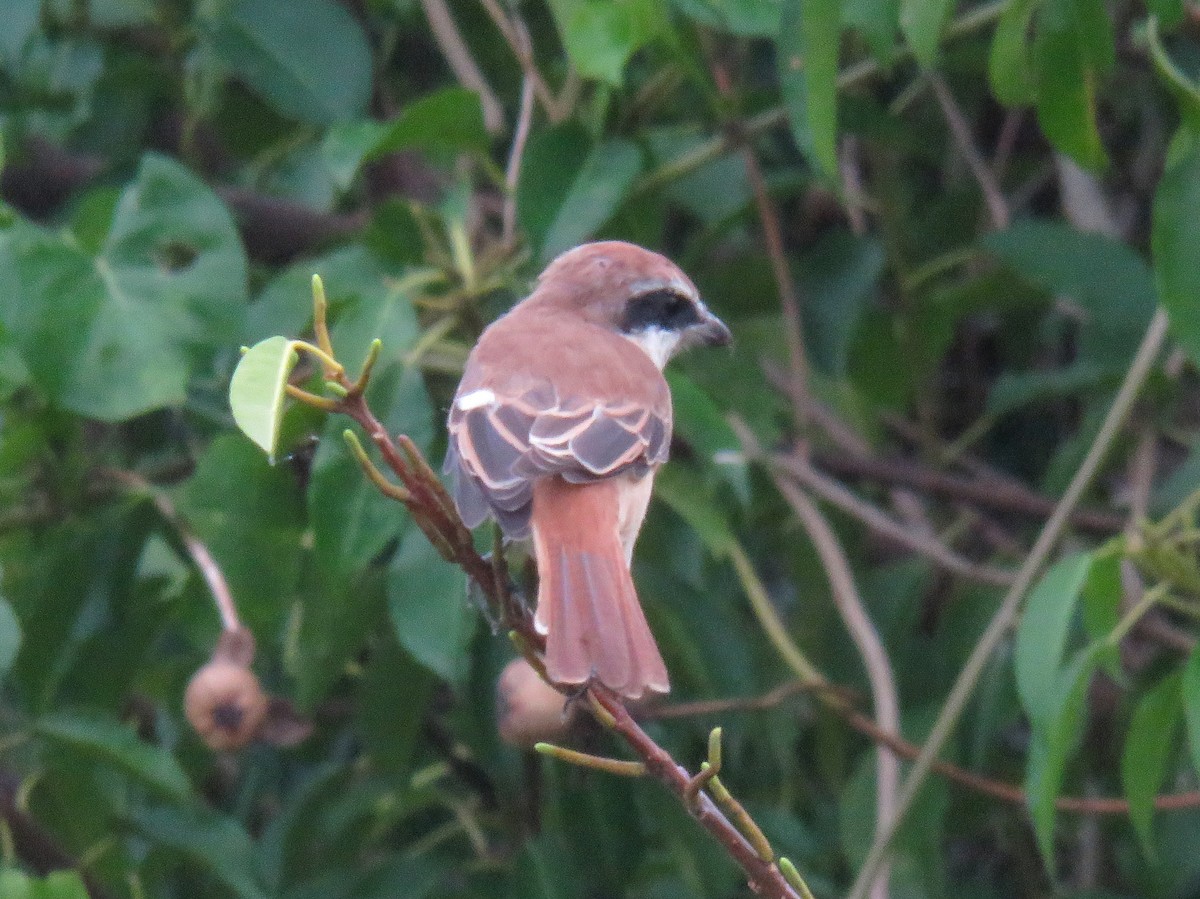 Brown Shrike - ML328352951