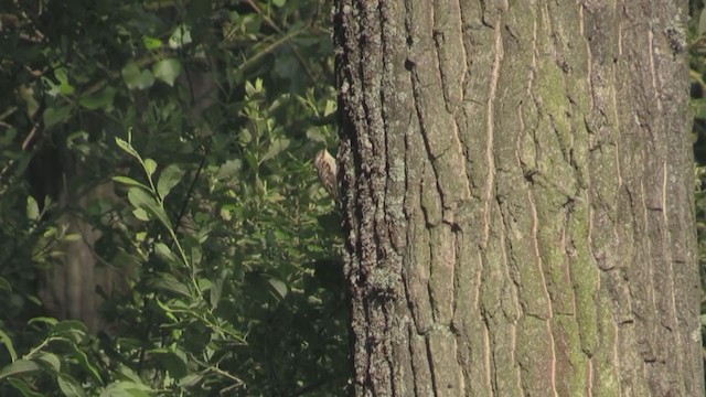 Short-toed Treecreeper - ML328353011