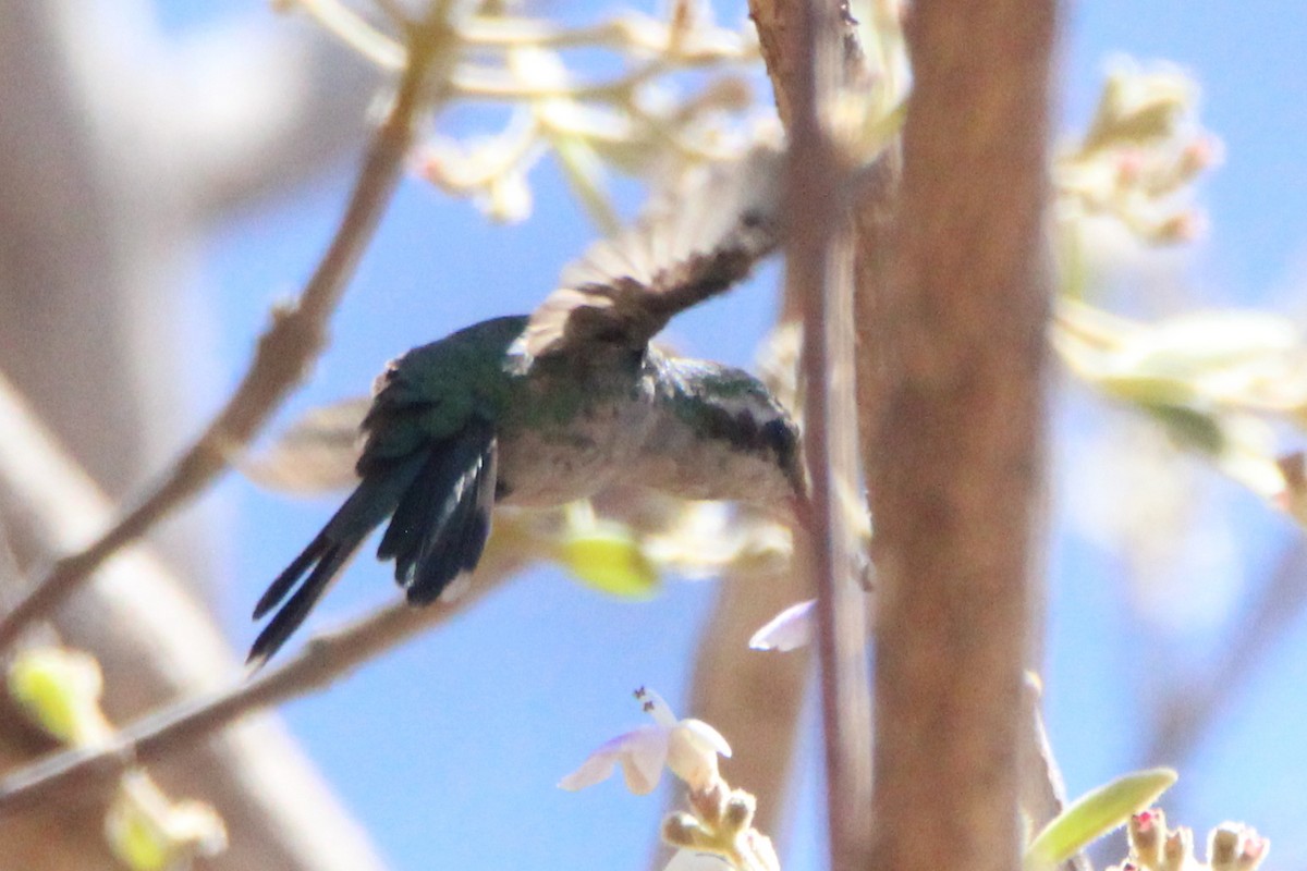 Golden-crowned Emerald - ML328353891