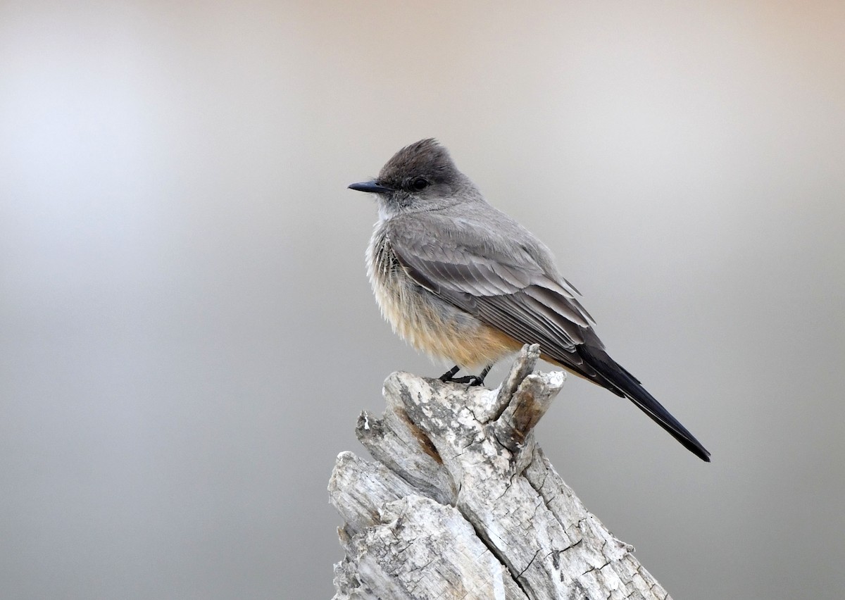 Say's Phoebe - ML328353971