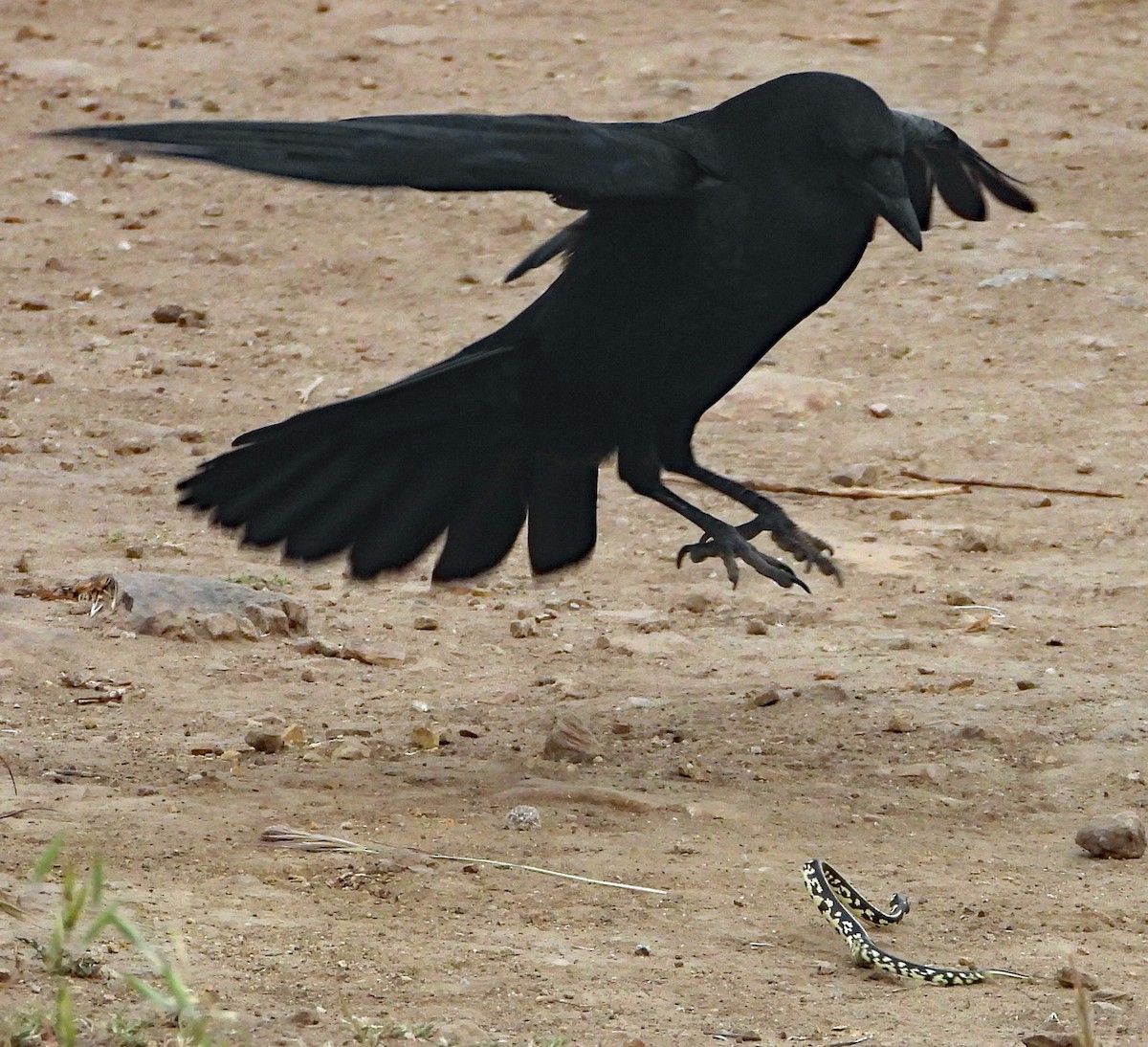 American Crow - ML328354541