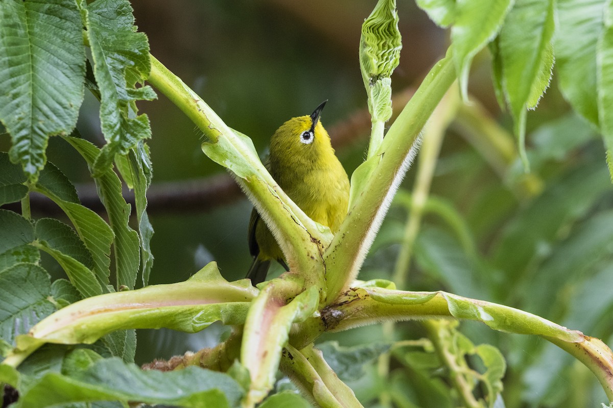 Green White-eye - ML328354921