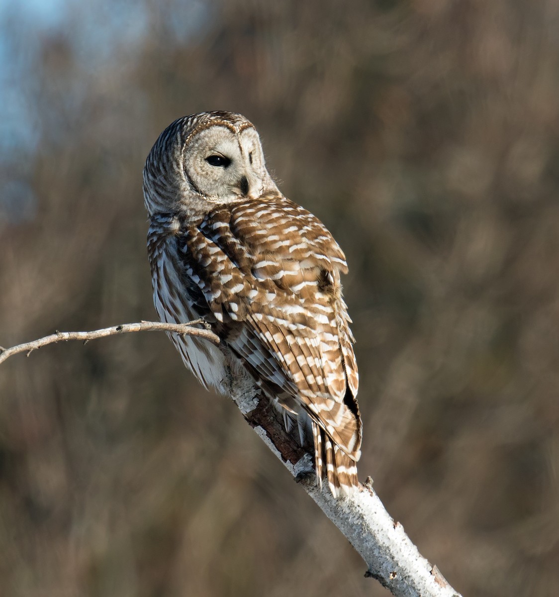 Barred Owl - ML328354951
