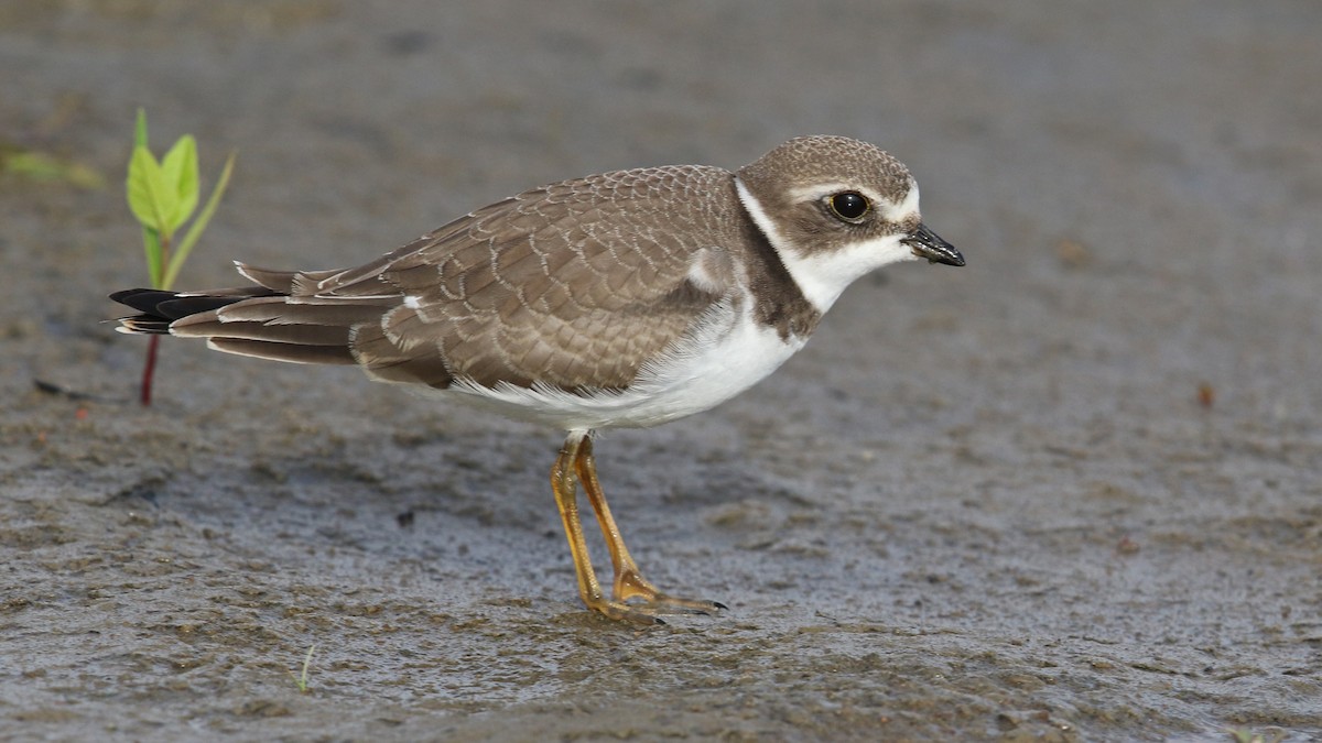 Semipalmated Plover - ML32835521