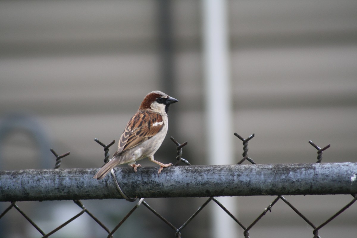 House Sparrow - ML328355751