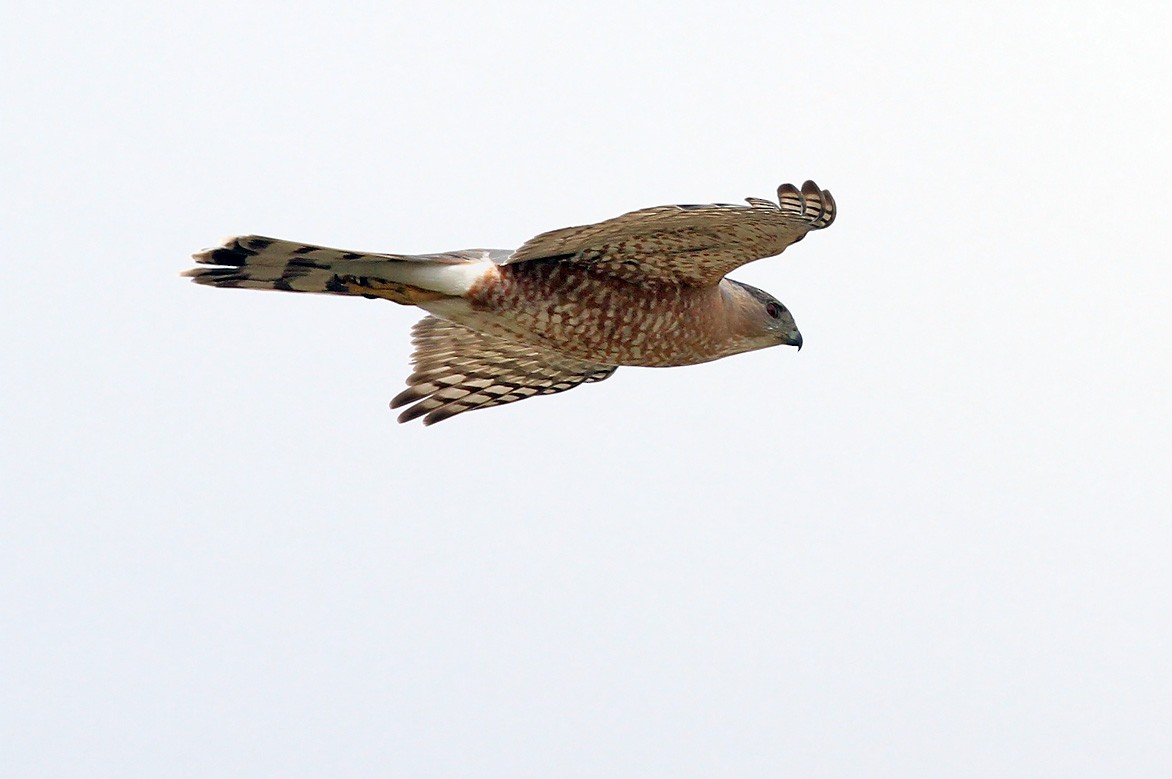 Cooper's Hawk - ML328355811