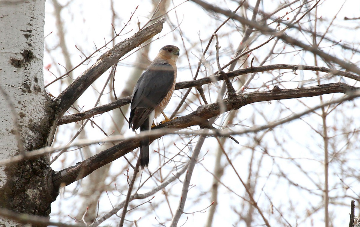 Cooper's Hawk - ML328355821