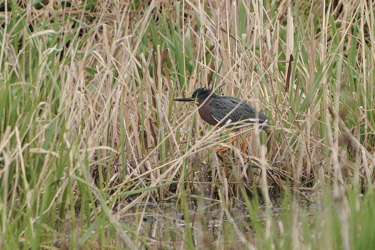Green Heron - ML328356151