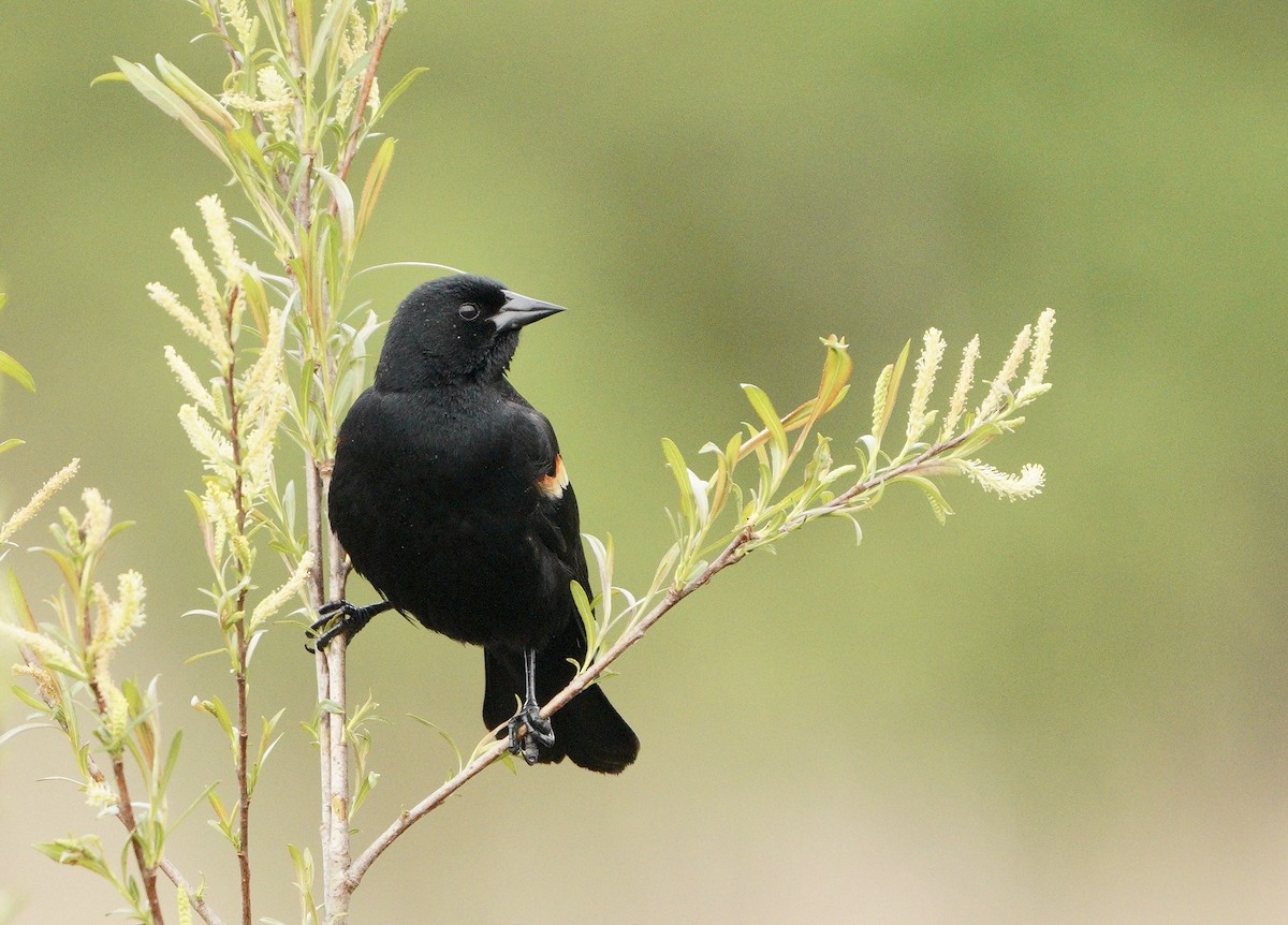 Red-winged Blackbird - ML328356501