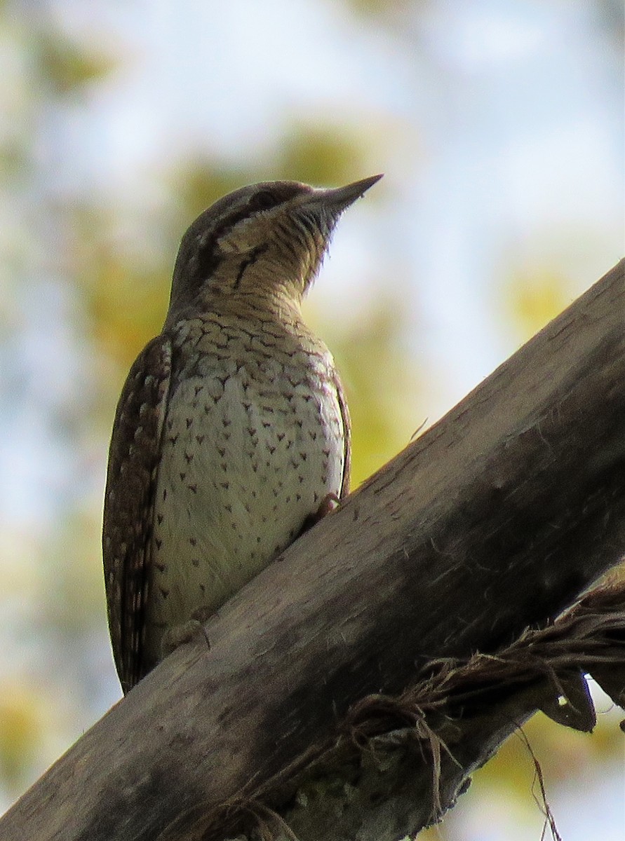 Eurasian Wryneck - ML328356531