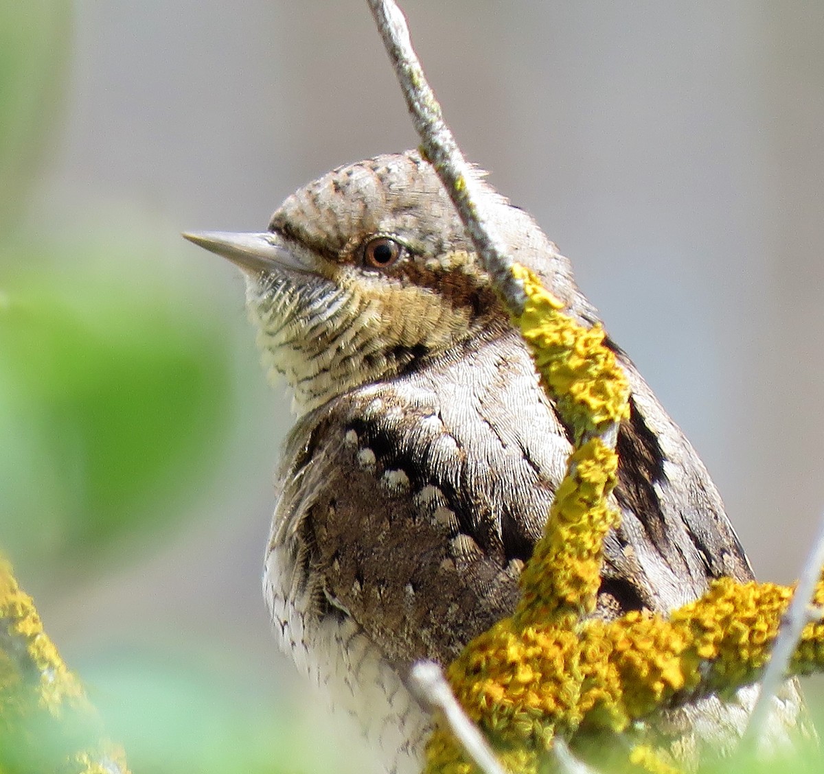 Eurasian Wryneck - ML328356541