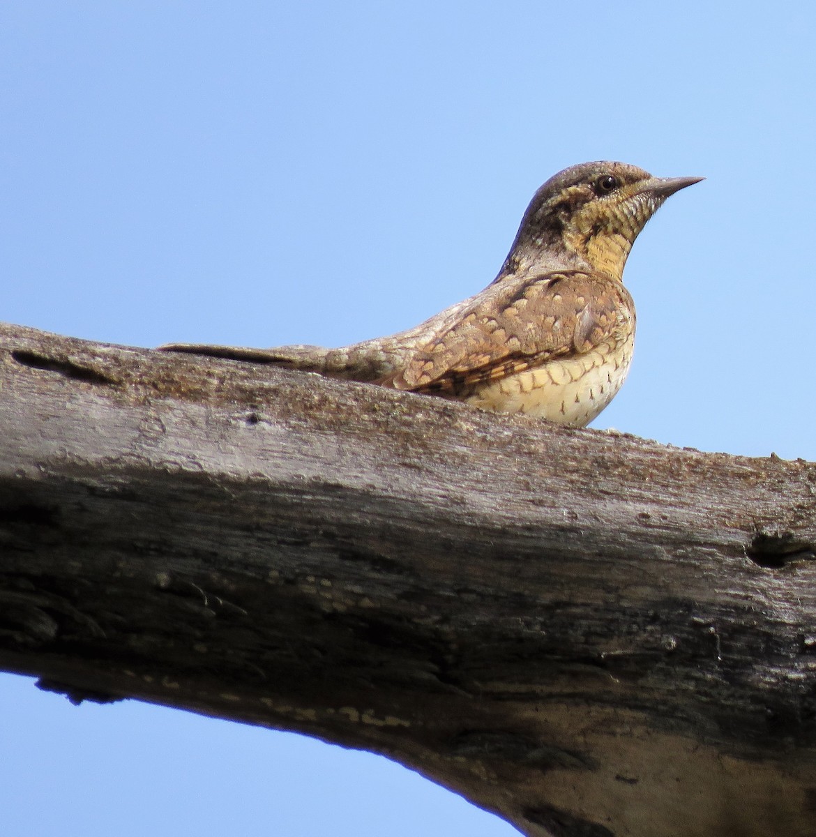 Eurasian Wryneck - ML328356551