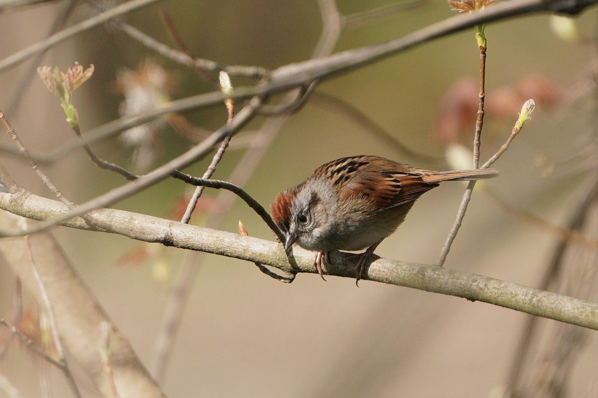 Swamp Sparrow - ML328356641