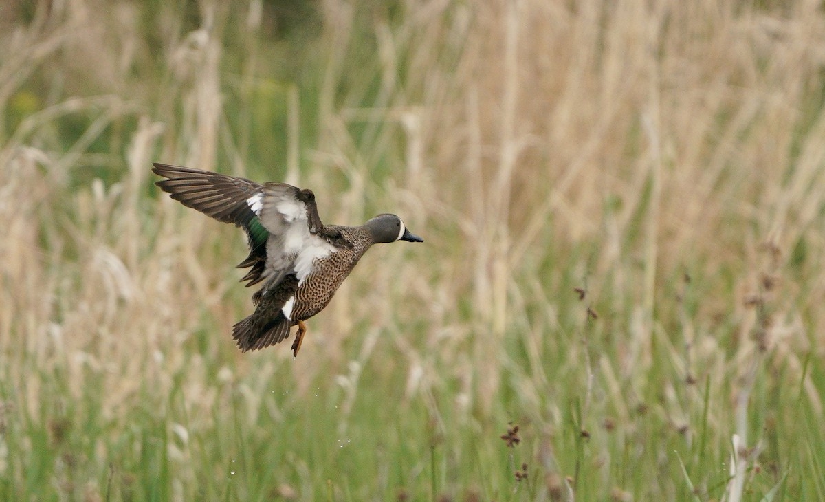 Blue-winged Teal - ML328356901