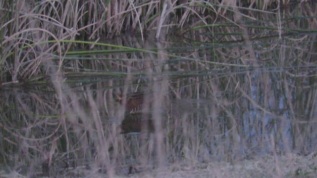 斑胸秧雞 - ML328360721