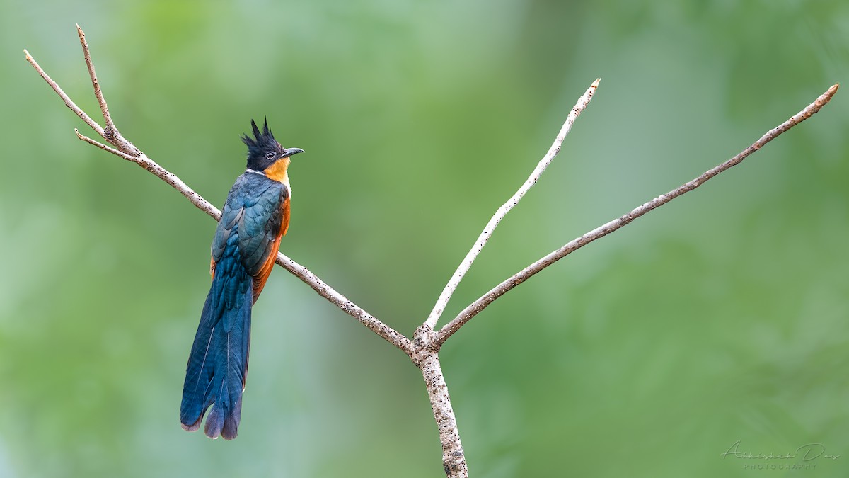 Chestnut-winged Cuckoo - ML328360861