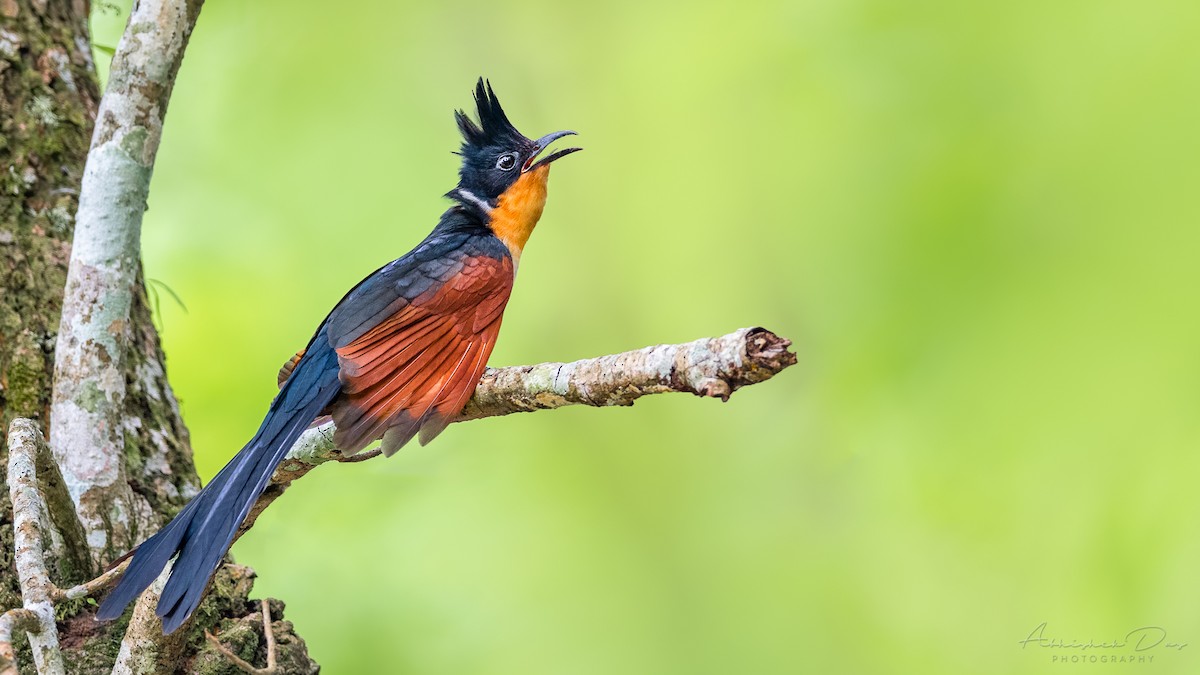 Chestnut-winged Cuckoo - Abhishek Das