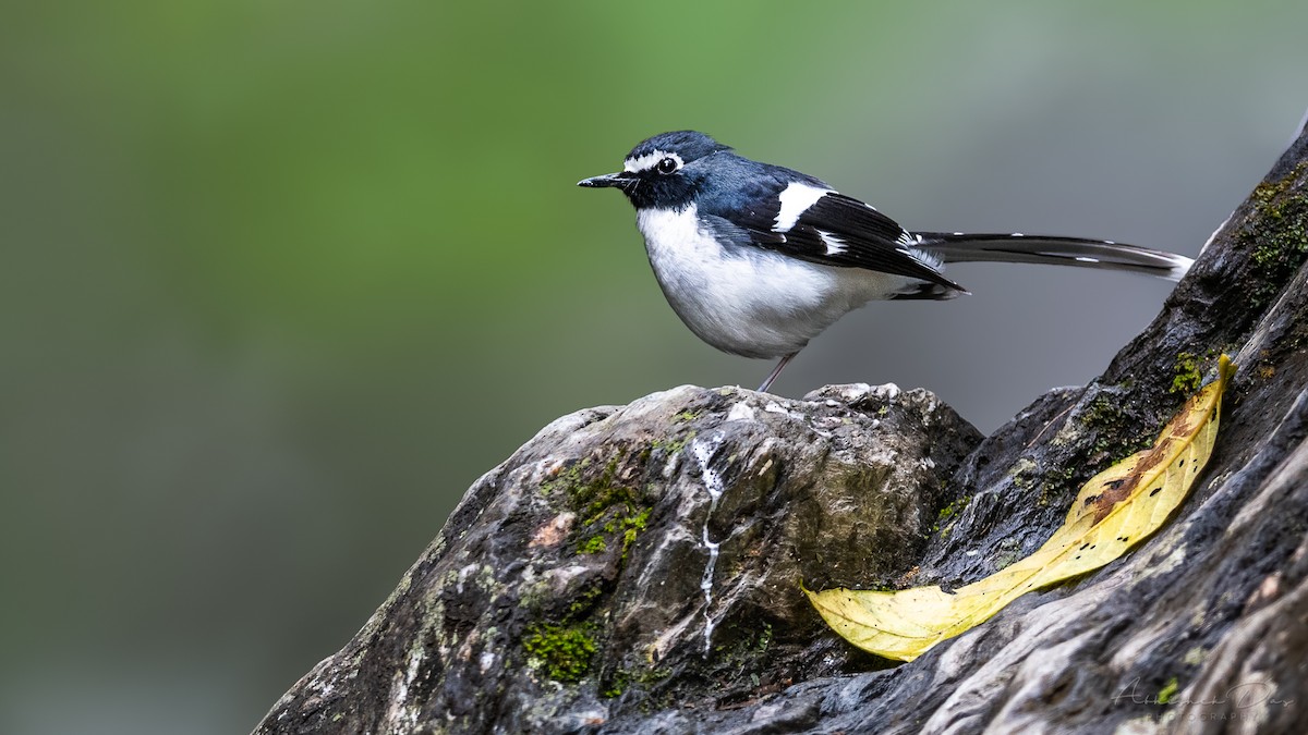 Slaty-backed Forktail - Abhishek Das