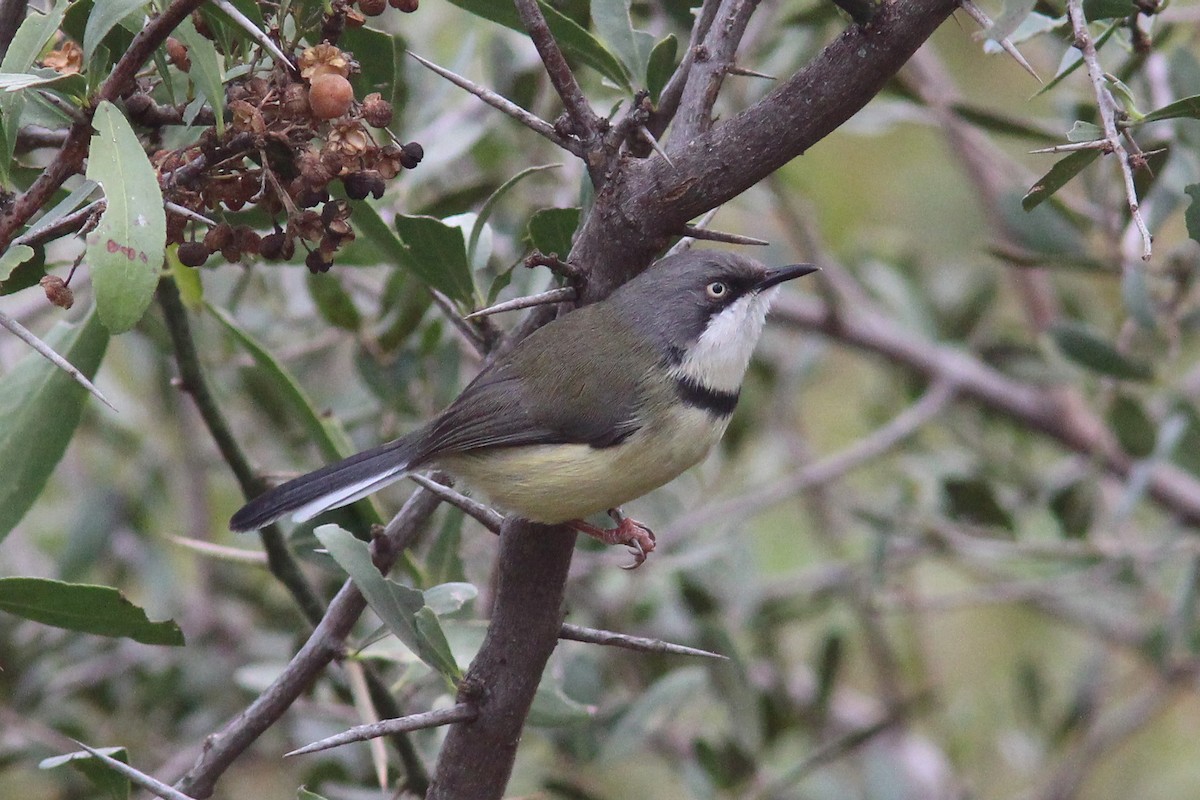 Bar-throated Apalis - ML32836271