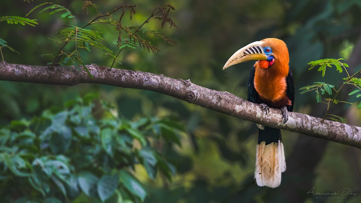 Rufous-necked Hornbill - Abhishek Das