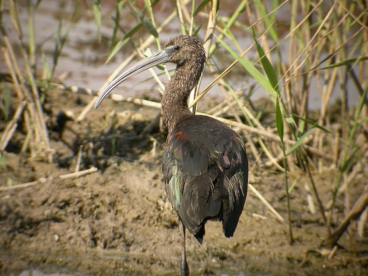 ibis hnědý - ML328362771