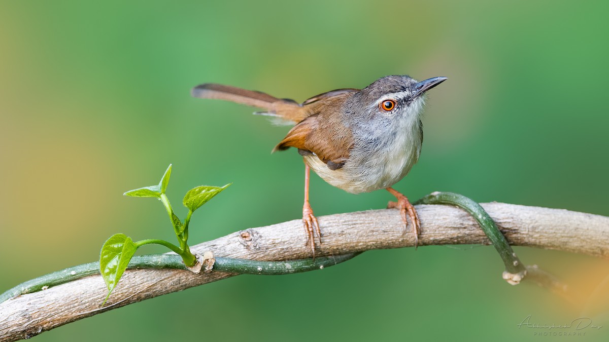 Rufescent Prinia - Abhishek Das
