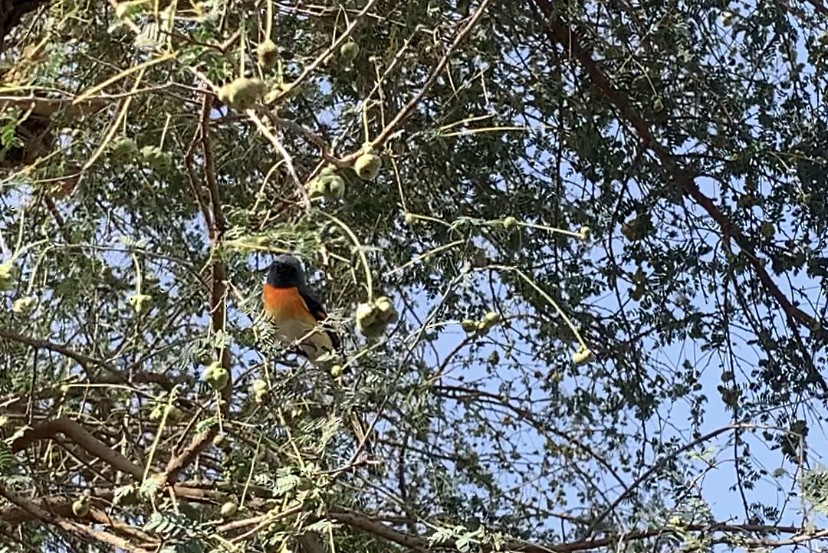 Small Minivet - ML328366051