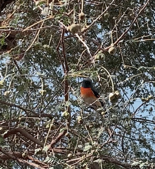 Small Minivet - ML328366761