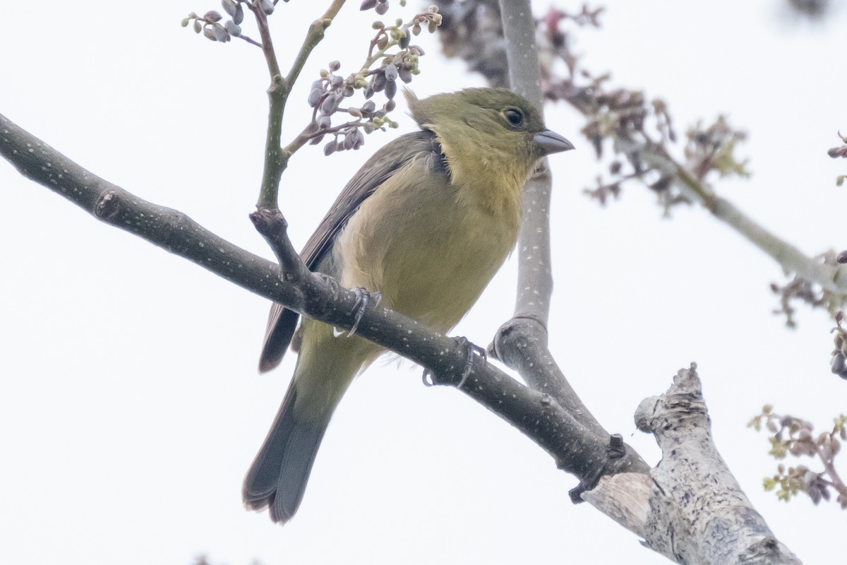 Azulillo Sietecolores - ML328368341