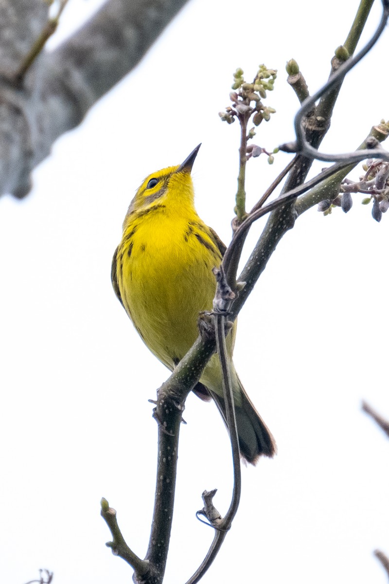 Prairie Warbler - Scott Dresser