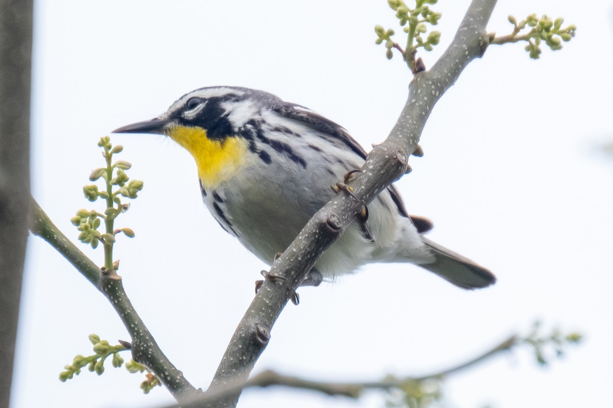 Yellow-throated Warbler - ML328368521