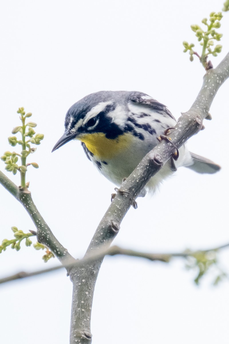 Yellow-throated Warbler - ML328368661