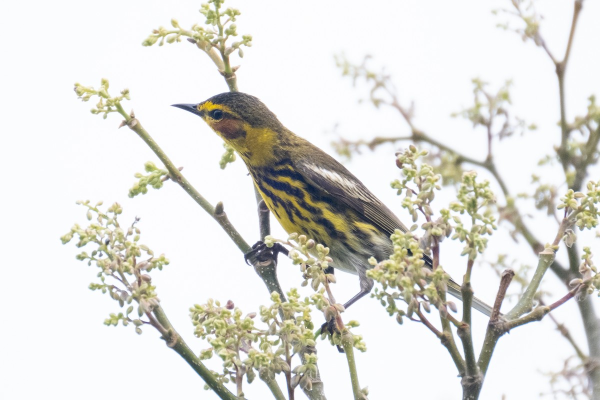 Cape May Warbler - ML328368771